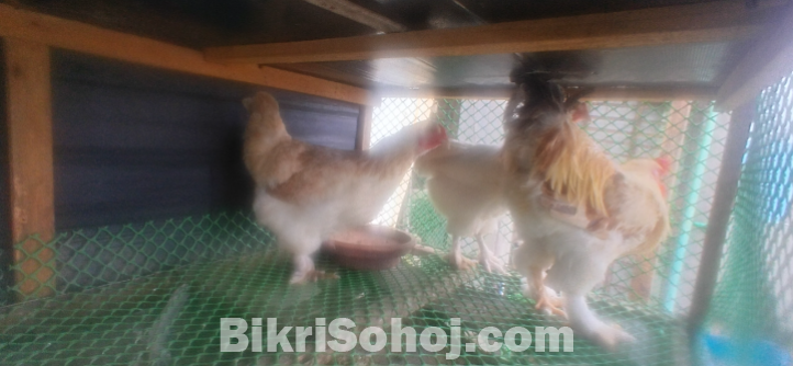 ব্রাহামা মুরগী